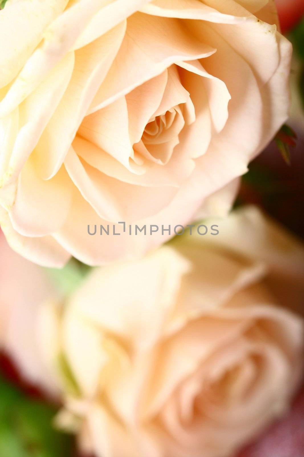 beautiful roses by Yellowj