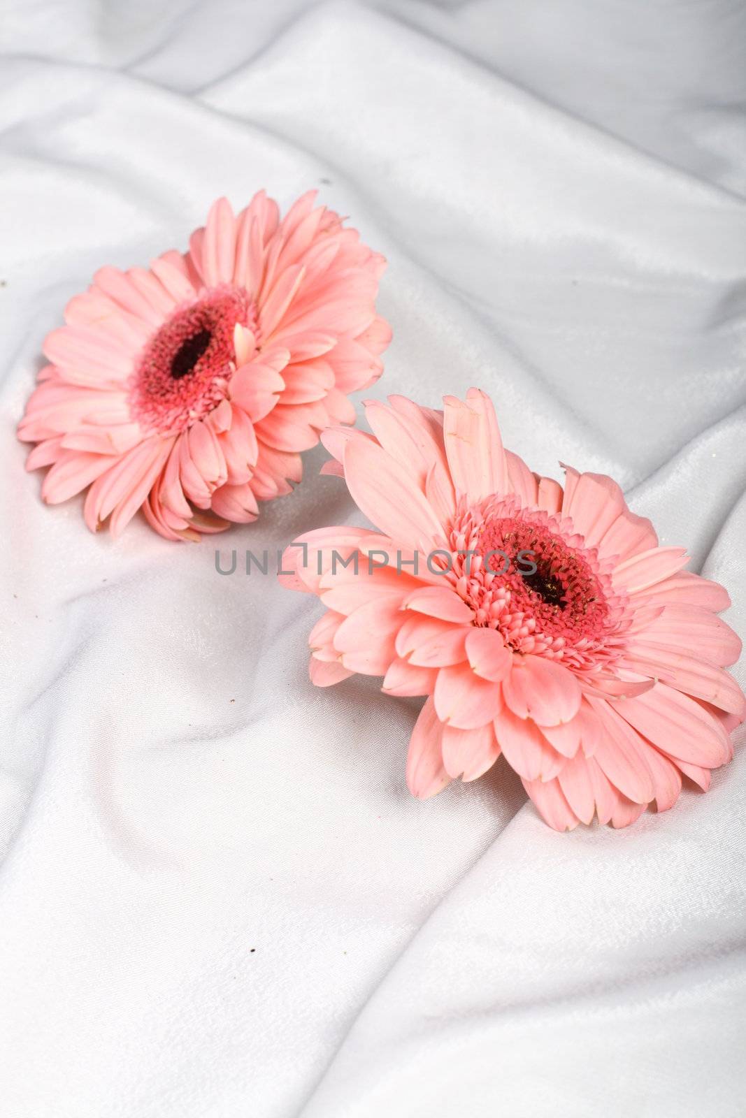 pink gerberas on white fabric by Yellowj