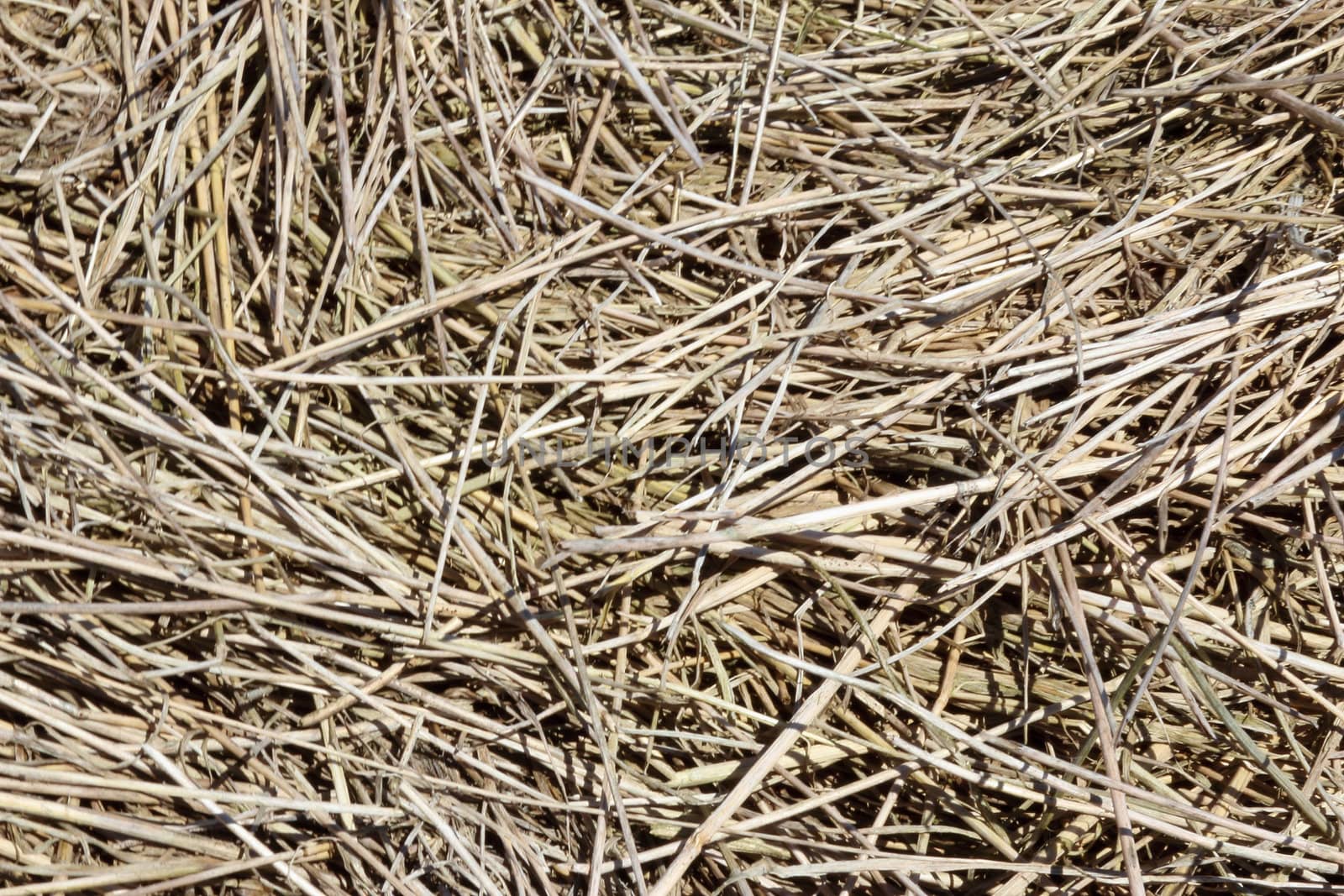 Background in the form of the dried up grass 