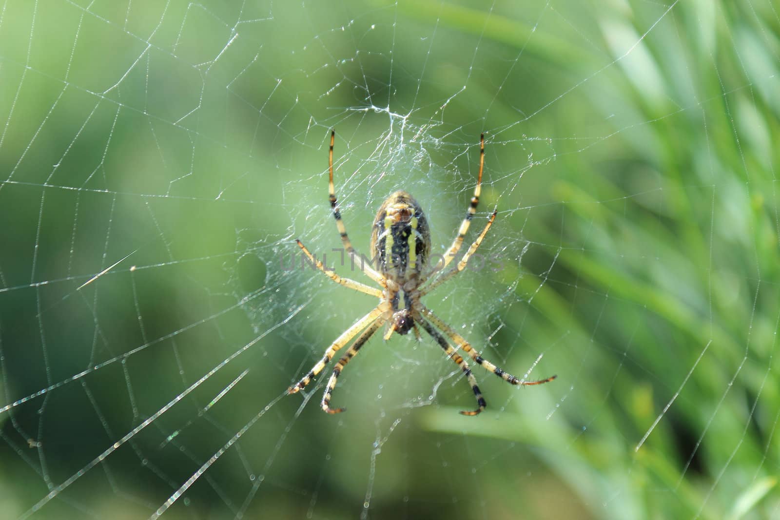 The spider hanging on the twisted web in clear summer day