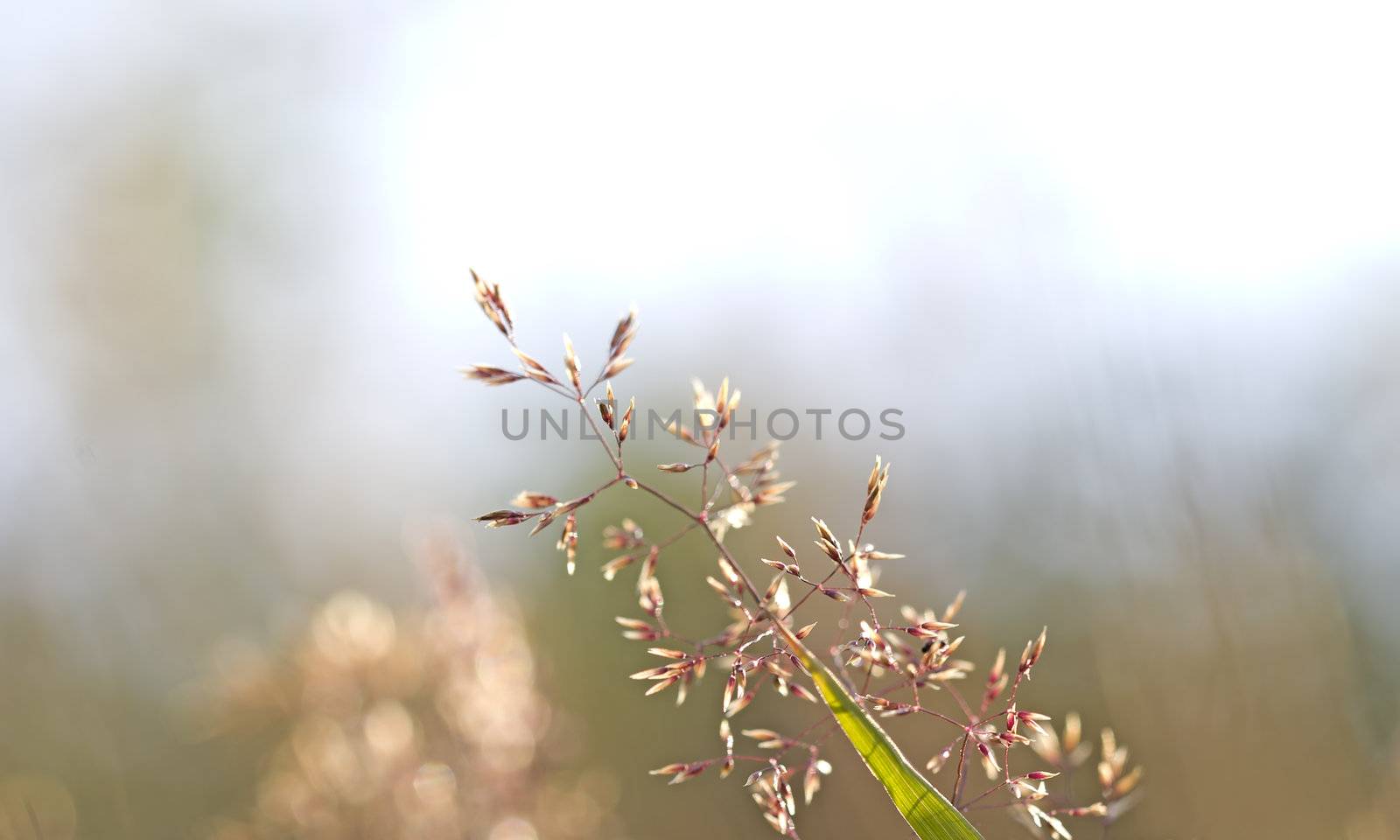 Single red straw in a garden of grass and flowers