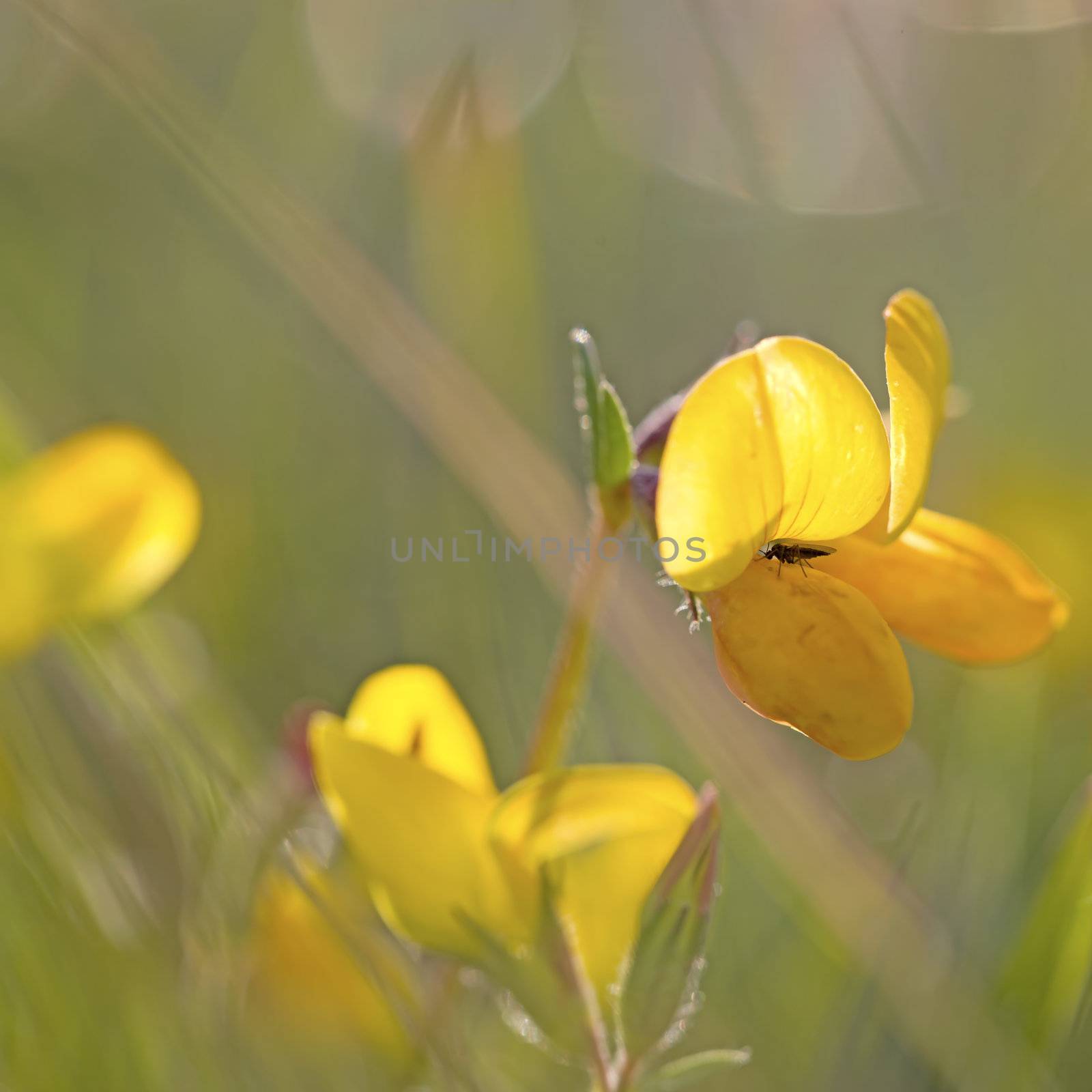 Small fly on a yellow Bird's-foot Trefoil