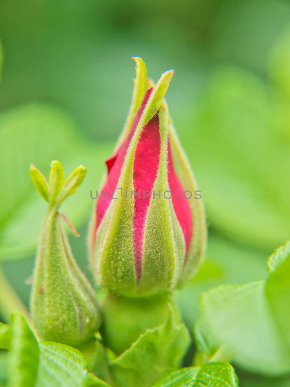 Hiprose bud, isolated towards green at summer by Arvebettum