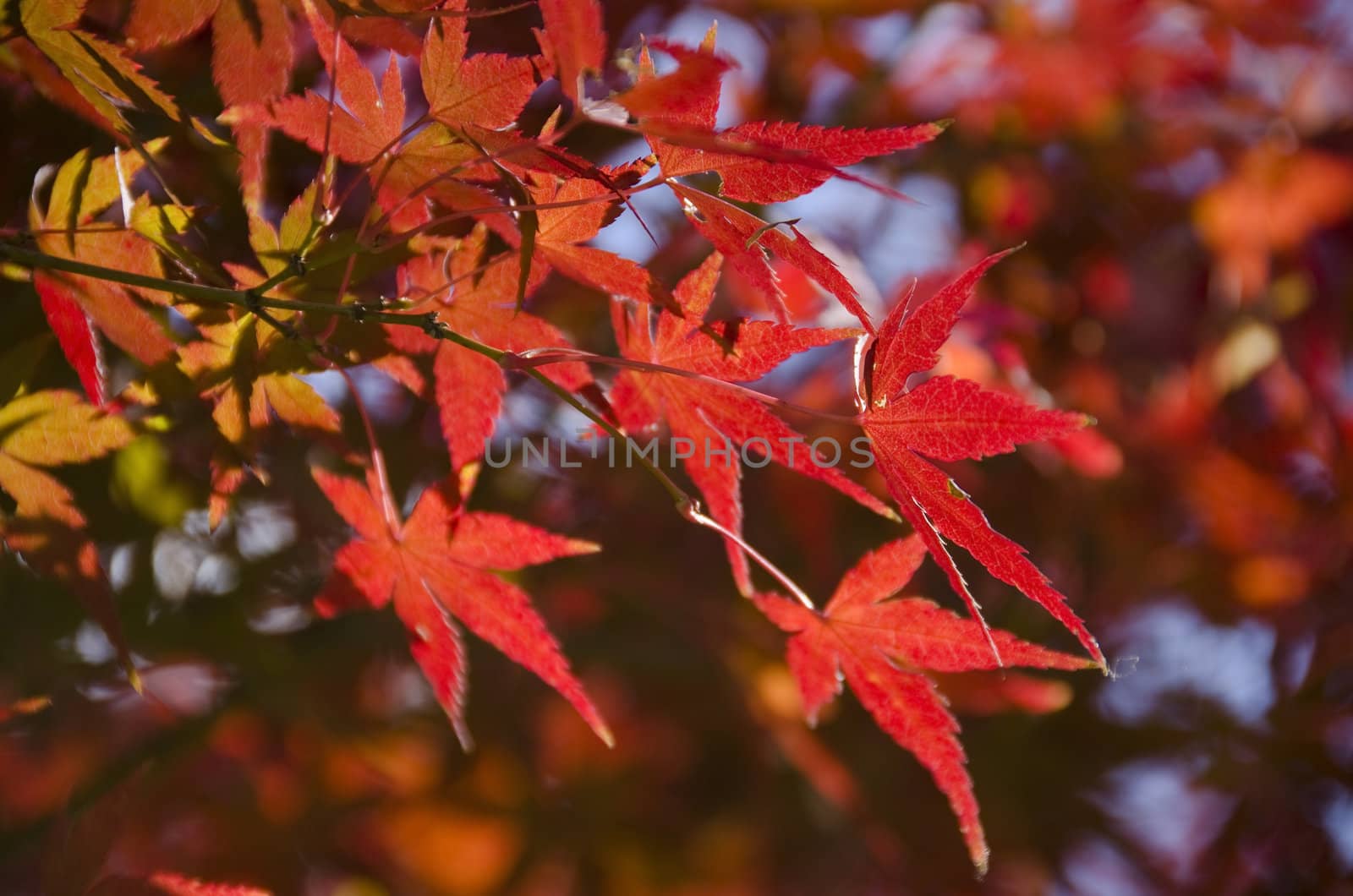 A branch of yellow red leaves of japanese maple in backlight, in front of a blue sky