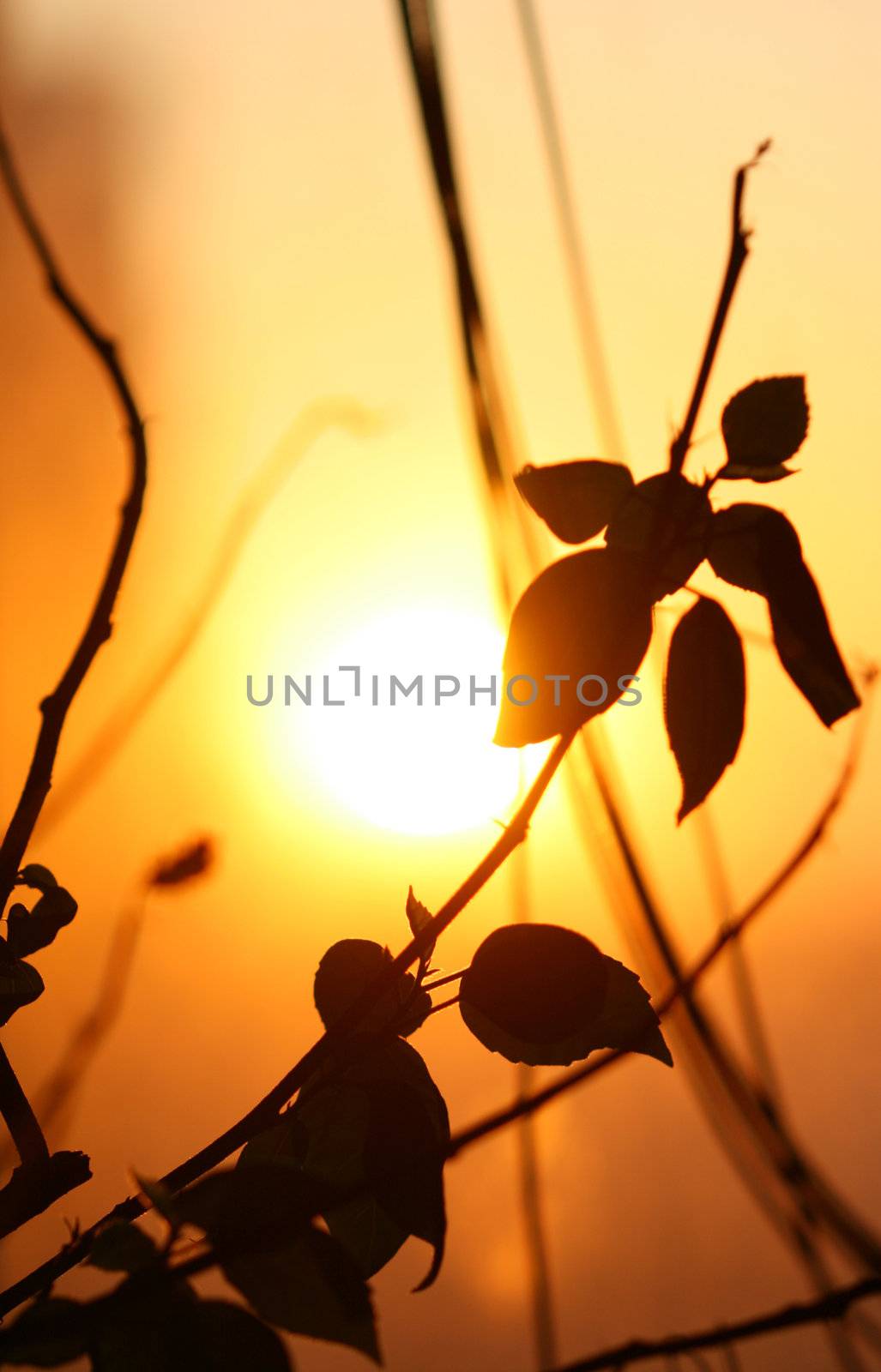 leaf sunset  decoration beauty nature background 