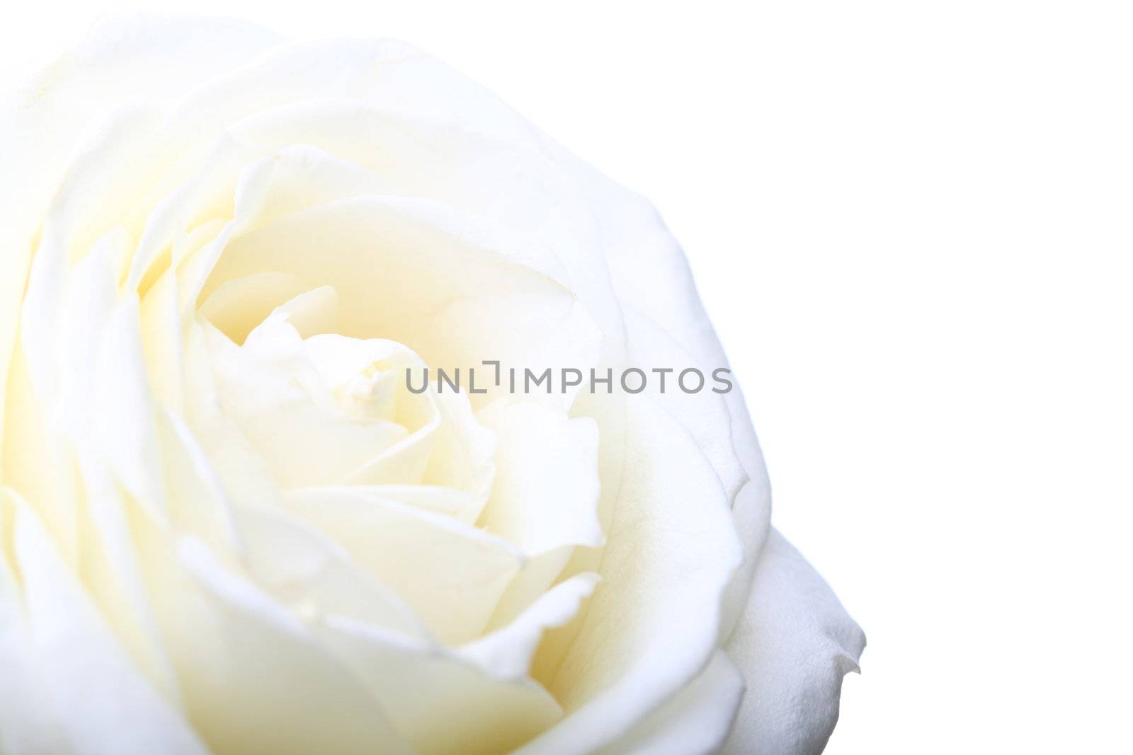 white rose macro by Yellowj