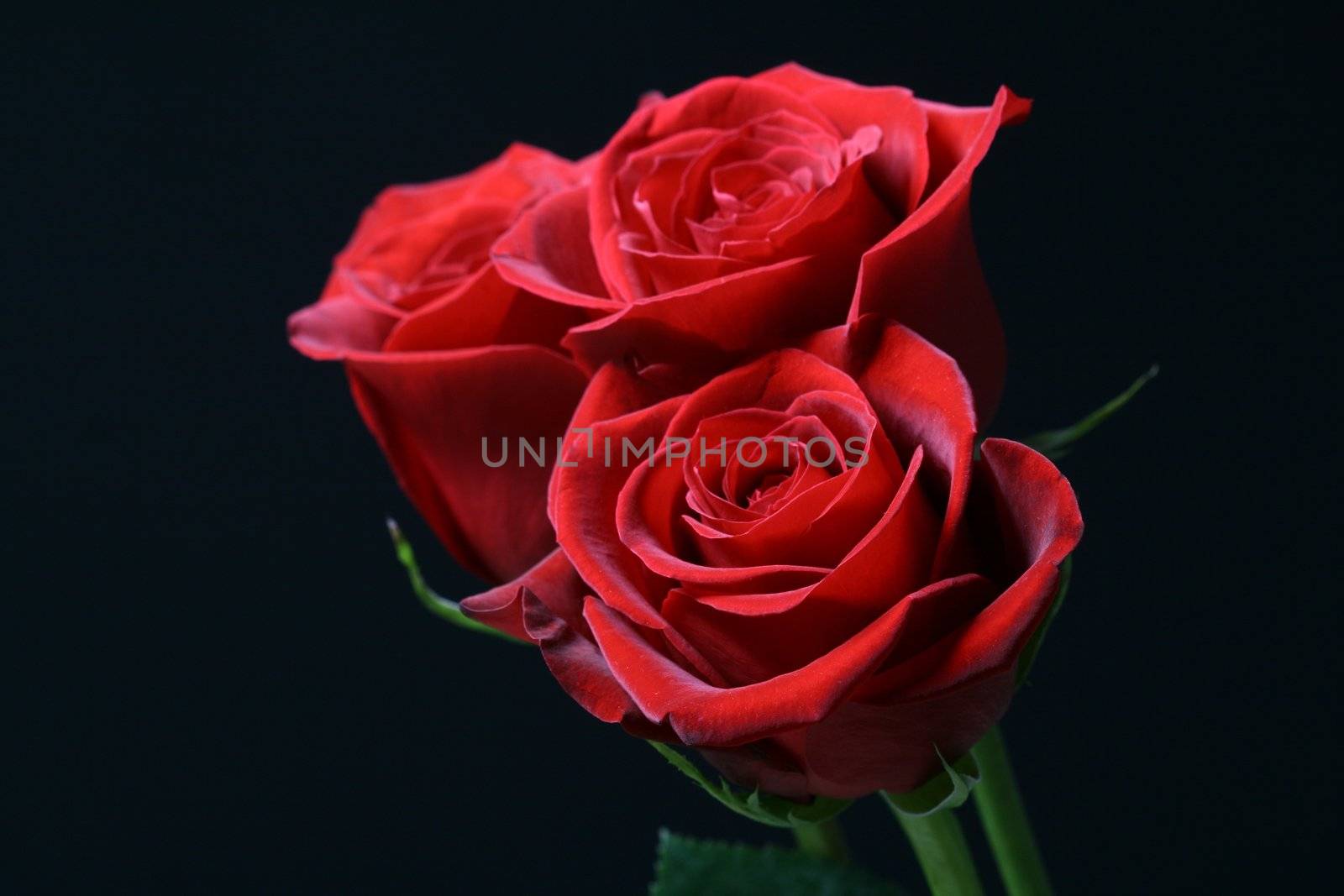 red roses on the black romantic and beautiful