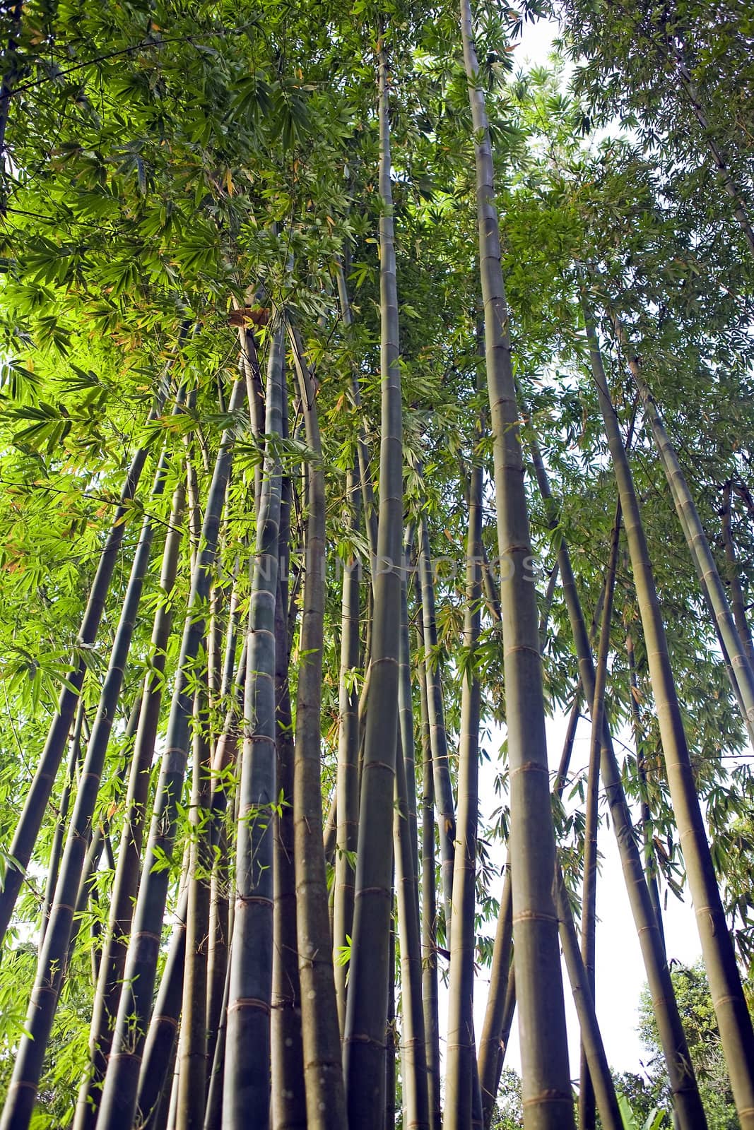 A forest stand of tall, green bamboo stalks.