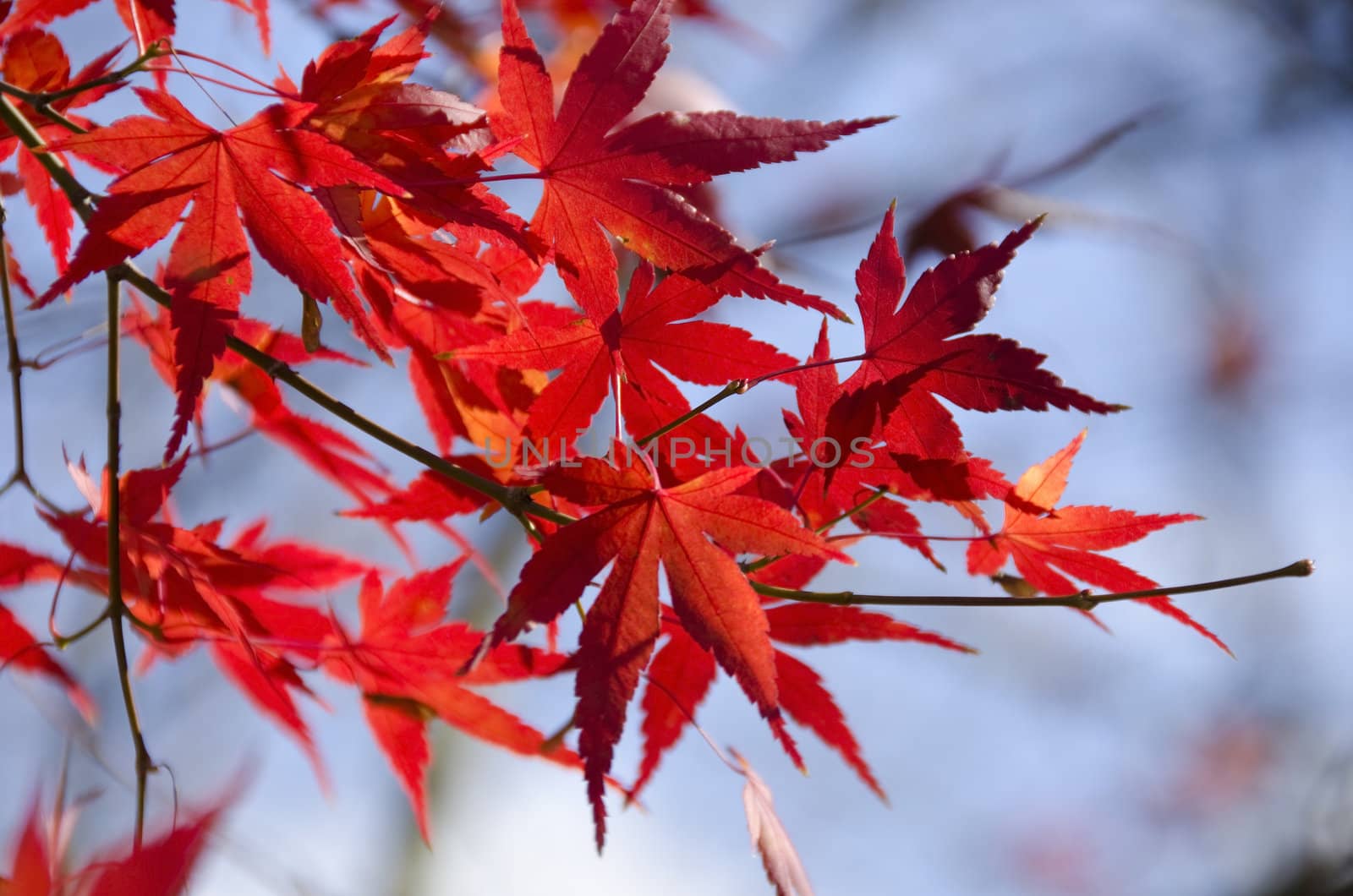 A branch of yellow red leaves of japanese maple in backlight, in front of a blue sky