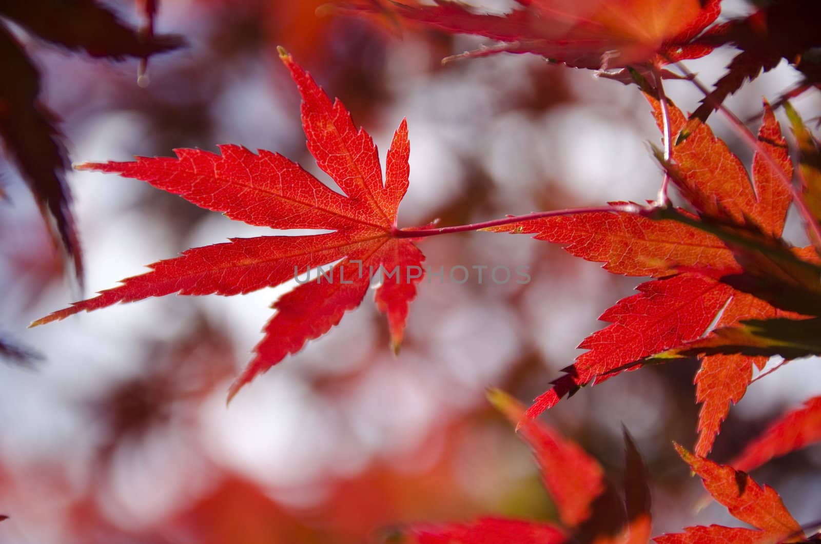 A branch of yellow red leaves of japanese maple in backlight, in front of a blue sky