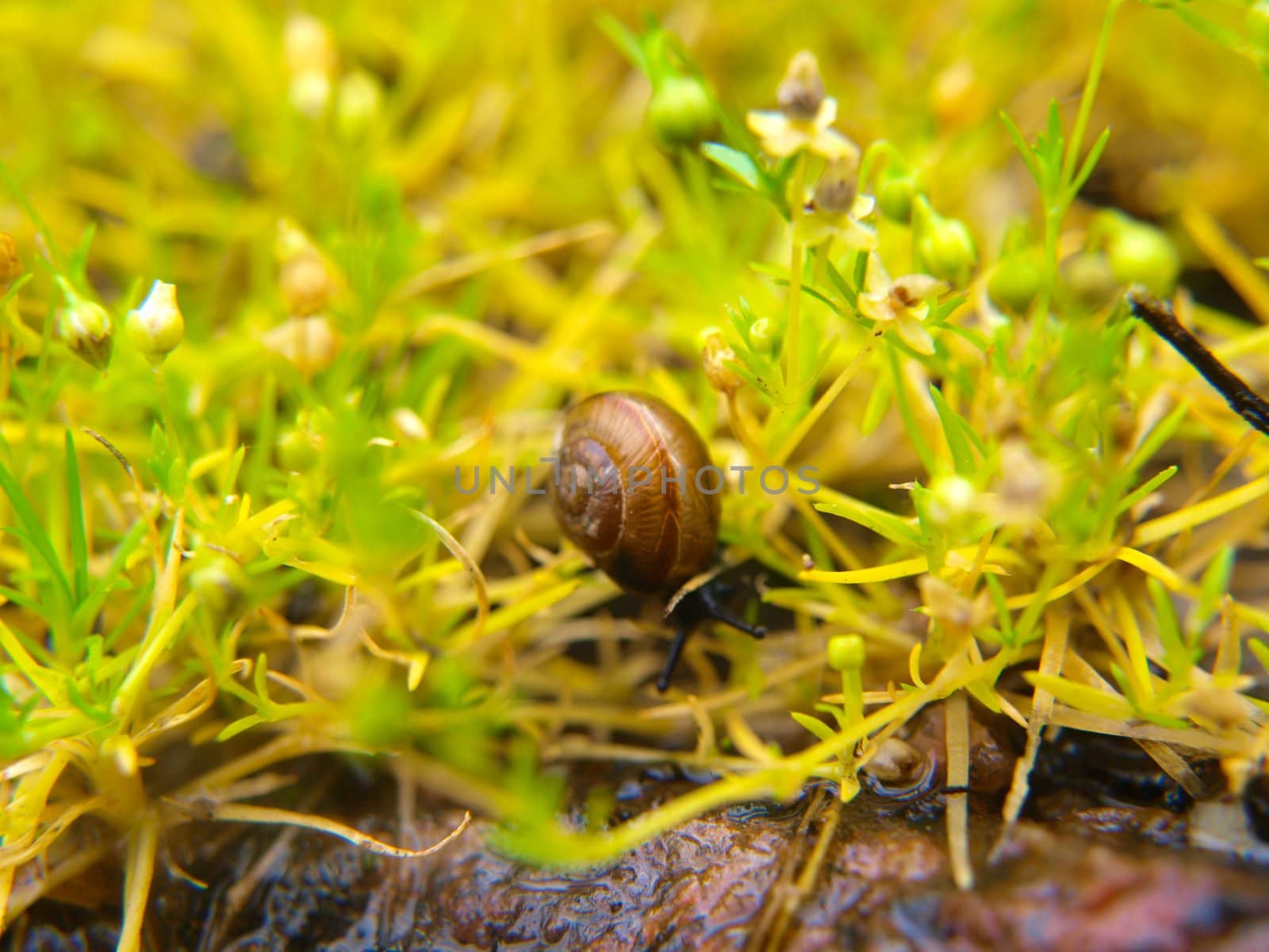 Closeup of snail with a house, sliding through fresh green grass