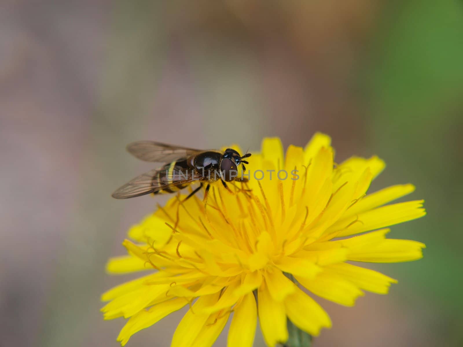 Closeup of a bee feeding on a sharp yellow dandelion