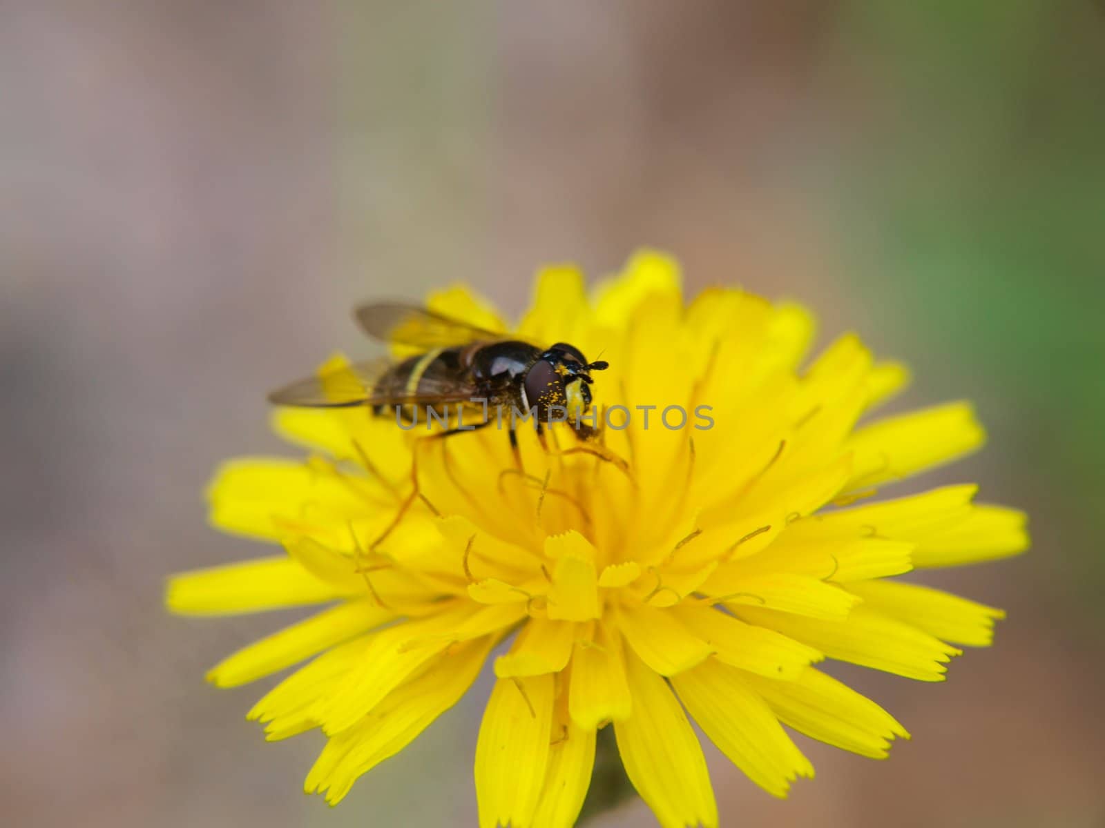 Closeup of a bee feeding on a sharp yellow dandelion by Arvebettum