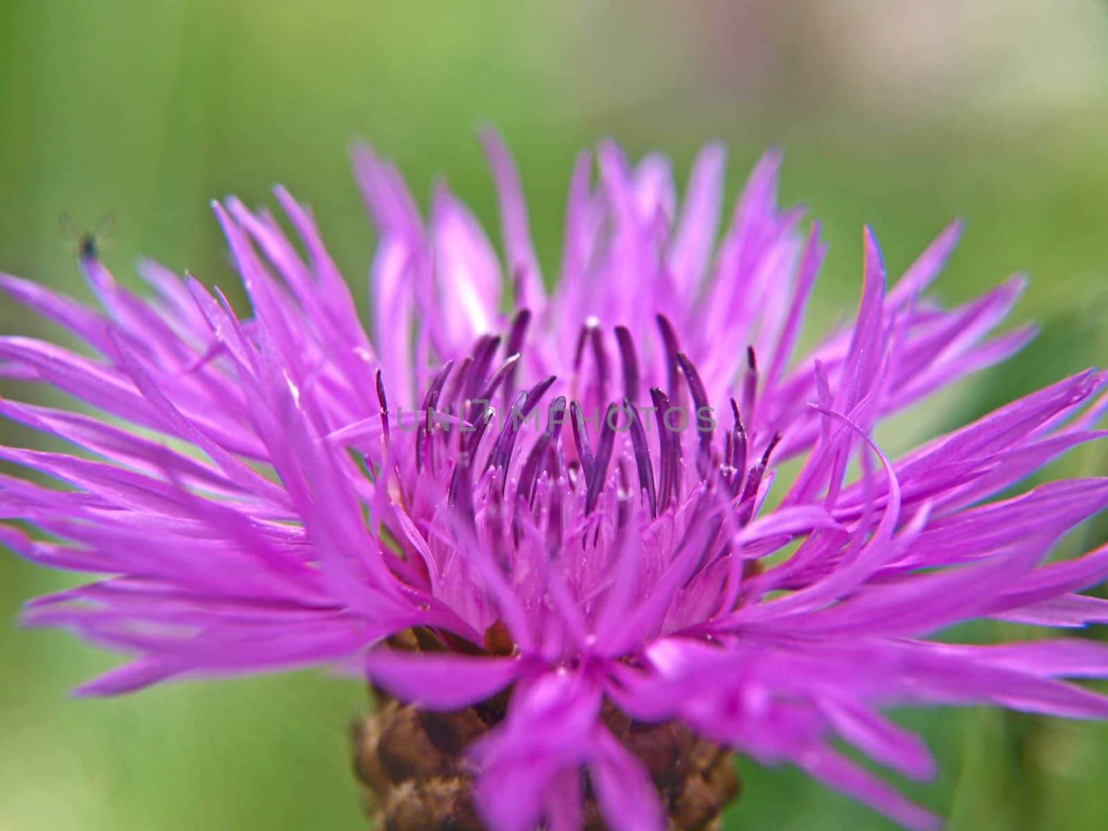 Closeup of common (Black) Knapweed, isolated towards green