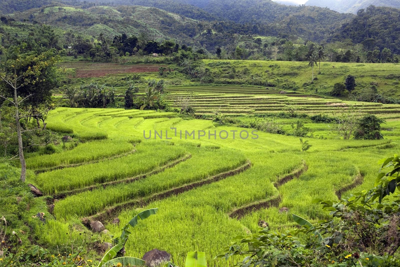 Terraces filled with green, ripe stalks of rice in southern Philippine Islands.