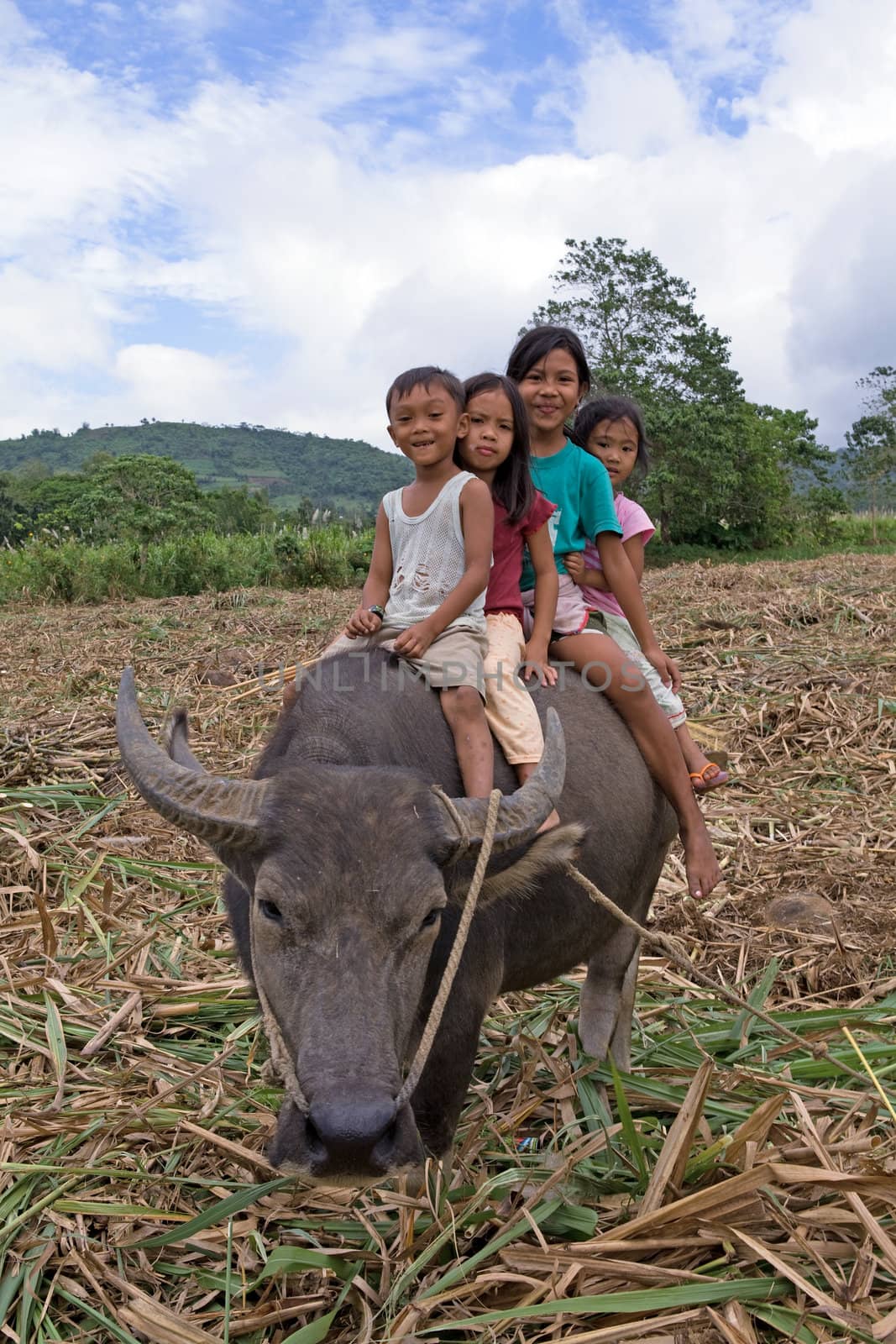 Four Filipino children riding on the back of a water buffalo in a sugarcane field location is Philippine Islands.