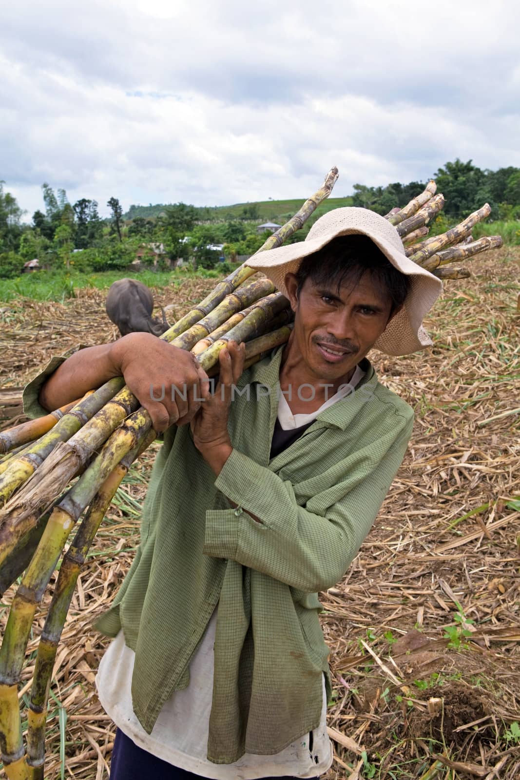 Male Filipino sugarcane worker carrying cut stalks of sugar cane on his shoulder - Philippine Islands.