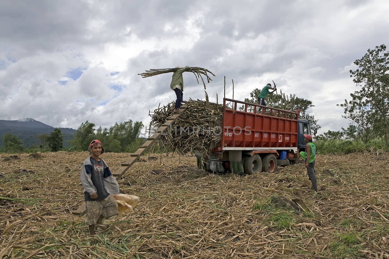 Filipino sugarcane field workers load cut cane onto a truck for transport to the milling plant in the Philippine Islands.