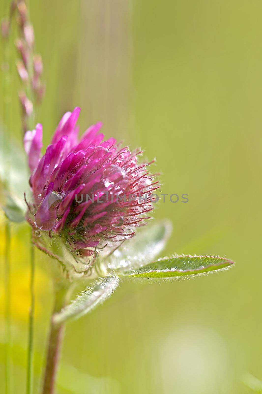 Close-up of Red Clover with dew drops
