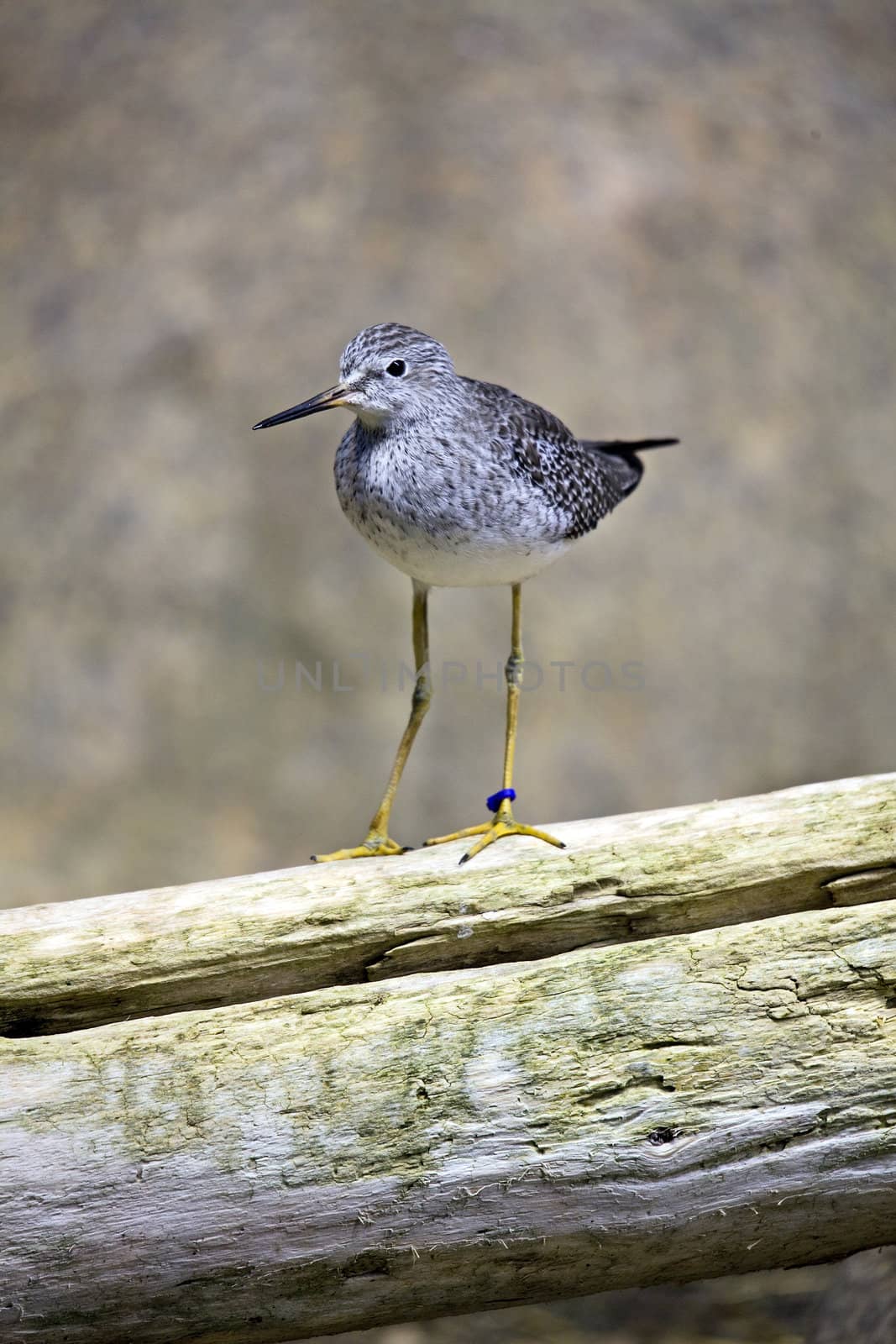 Greater Yellowlegs bird (Latin name Tringa melanoleuca) showing long, banded leg.