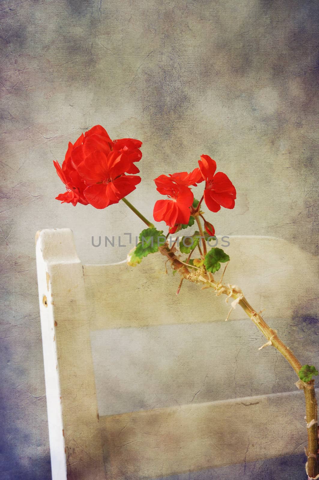 Red geranium on old vintage white chair in romantic texture.