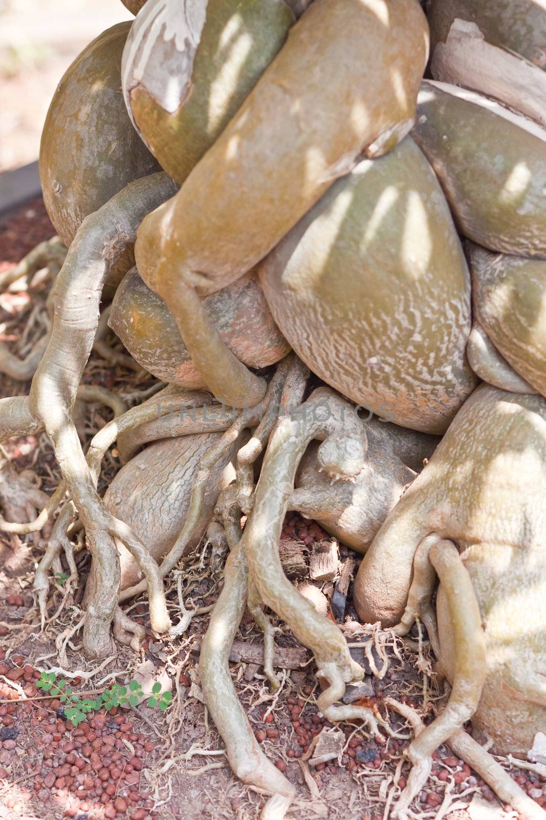 Root of bonsai tree. 