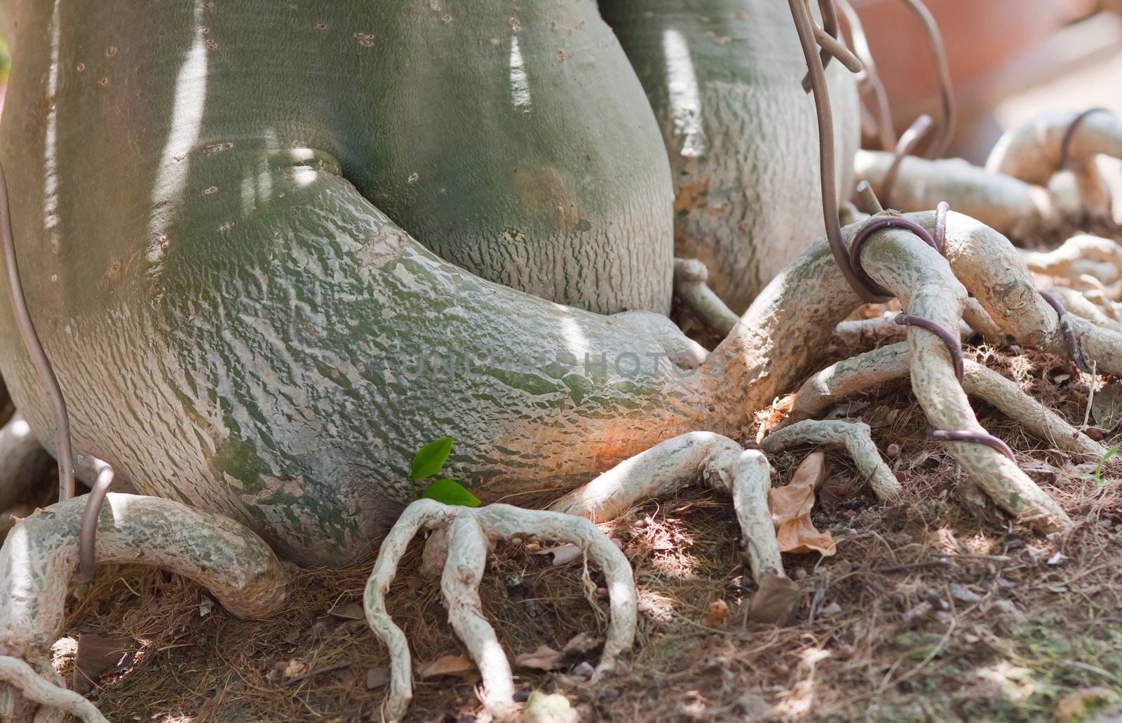 Root of bonsai tree. 