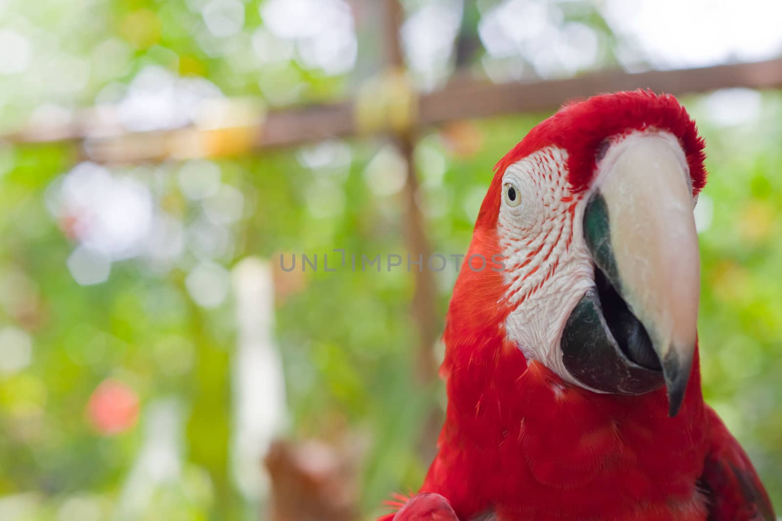 Blue-and-yellow Macaw 