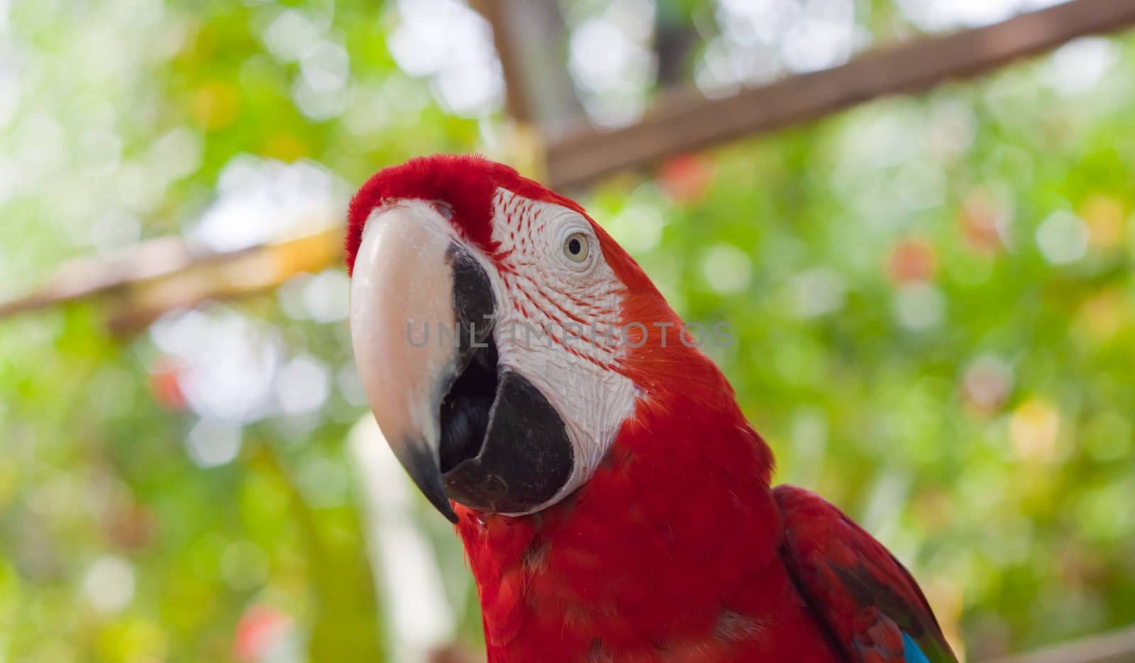 Blue-and-yellow Macaw 
