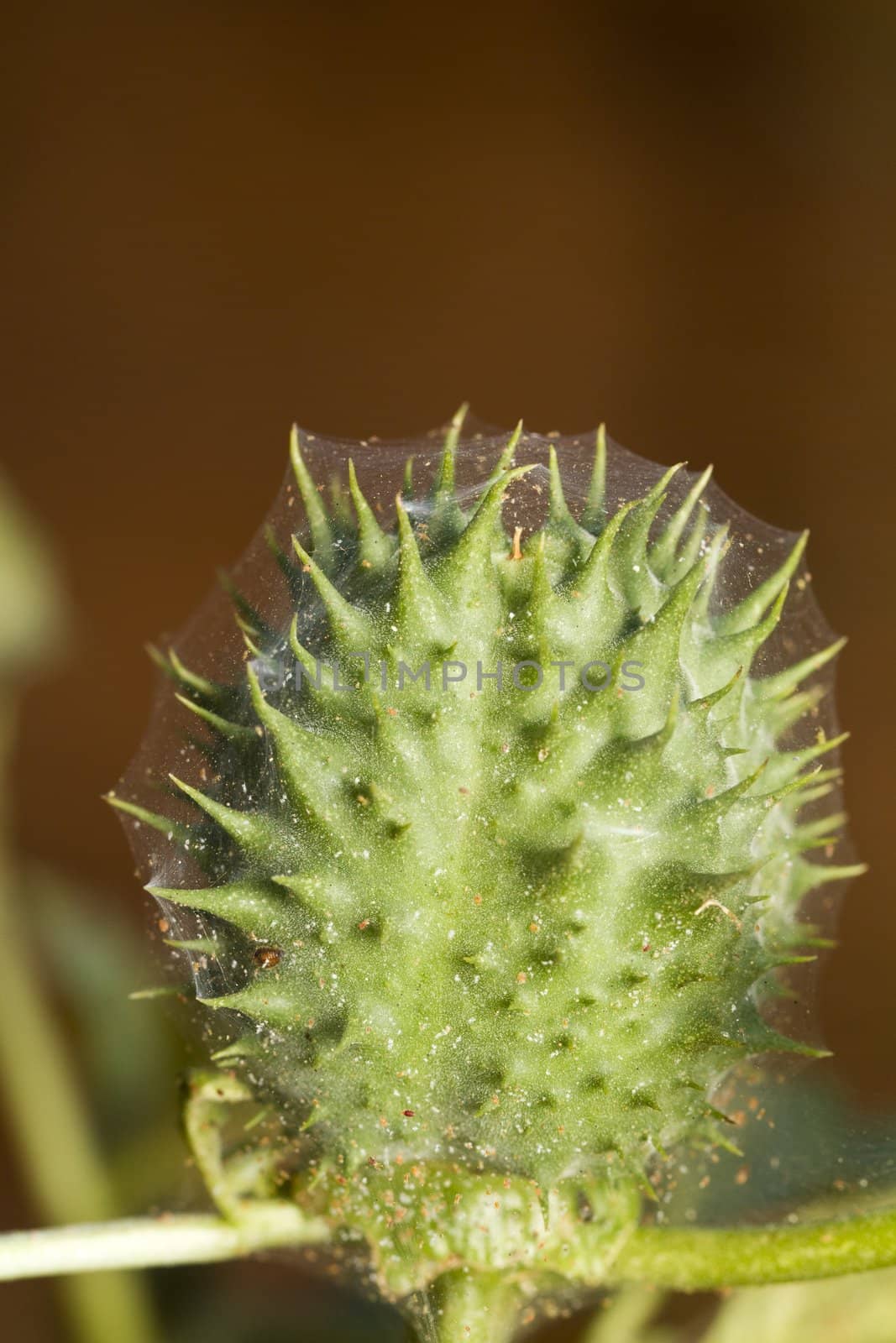Close view of a wild plant with spiky cocoon shape flower with spider web surrounding it.