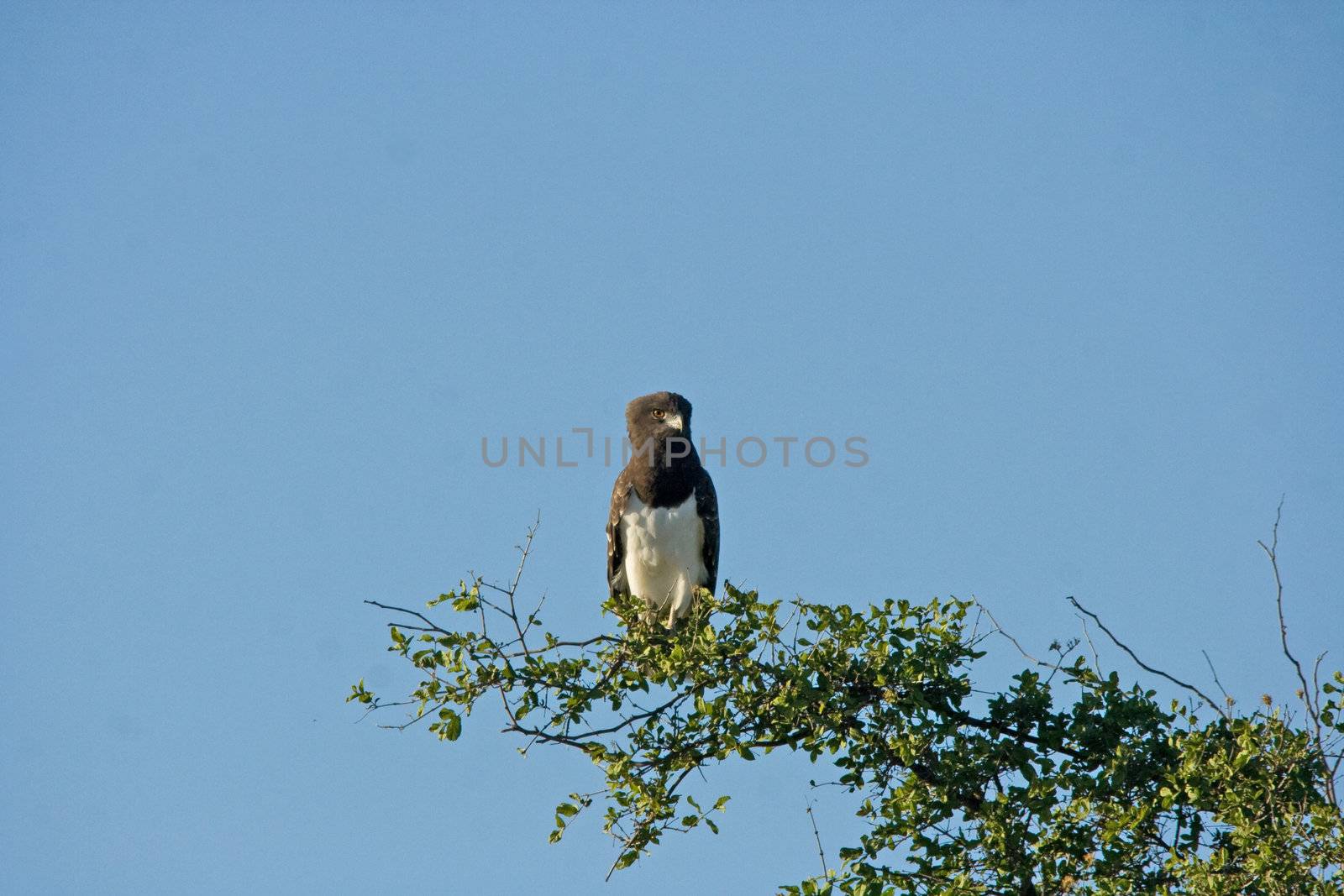 Black-chested Snake-Eagle (Circaetus pectoralis) photographed in Kruger National Park, South Africa