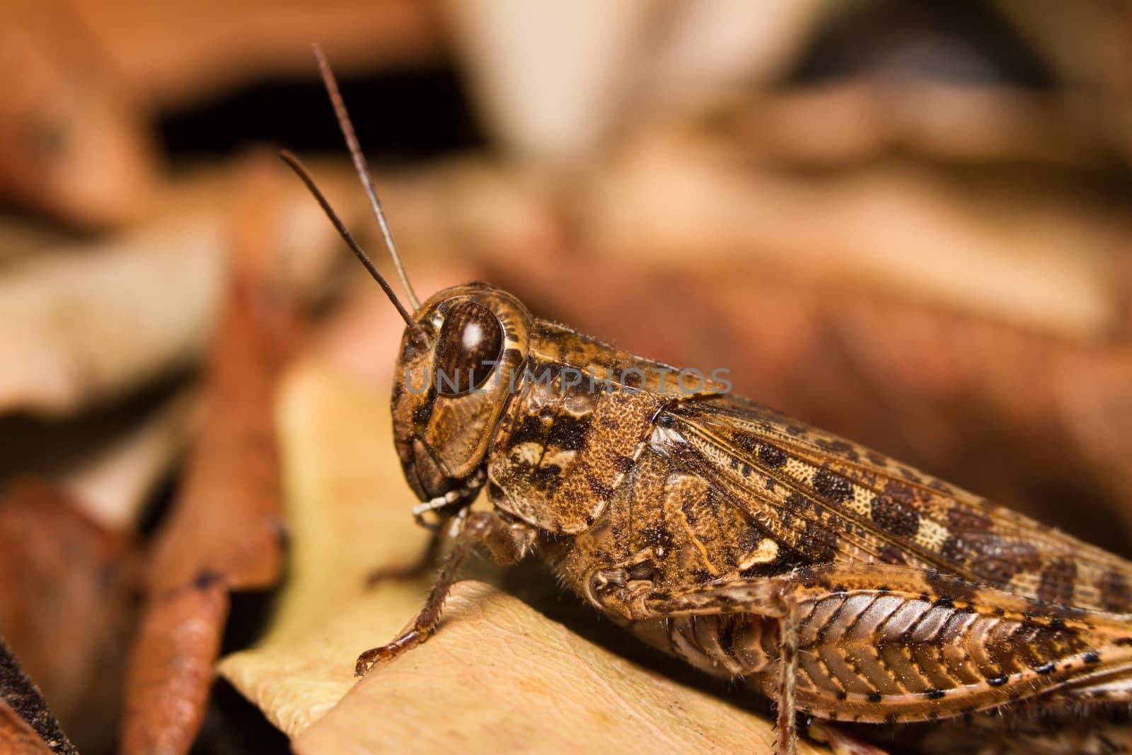 Close view of a brown grasshopper on the dry leafs.