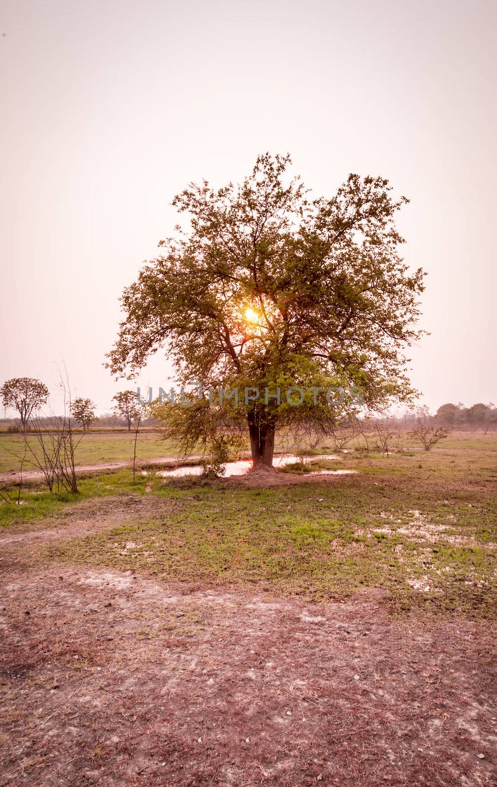 tree in field in sunset time by moggara12