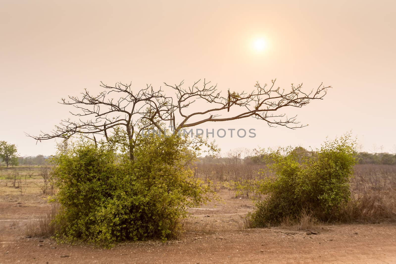 tree in field dry season in thailand sunset time