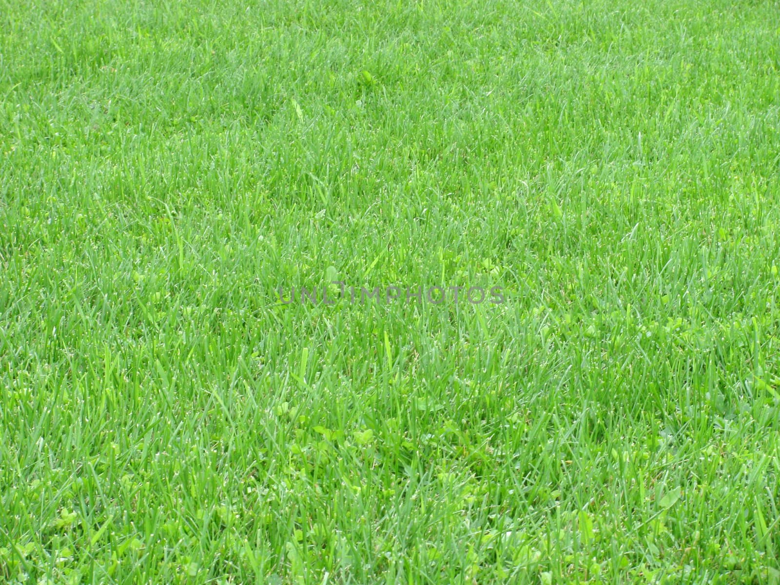 green grass background