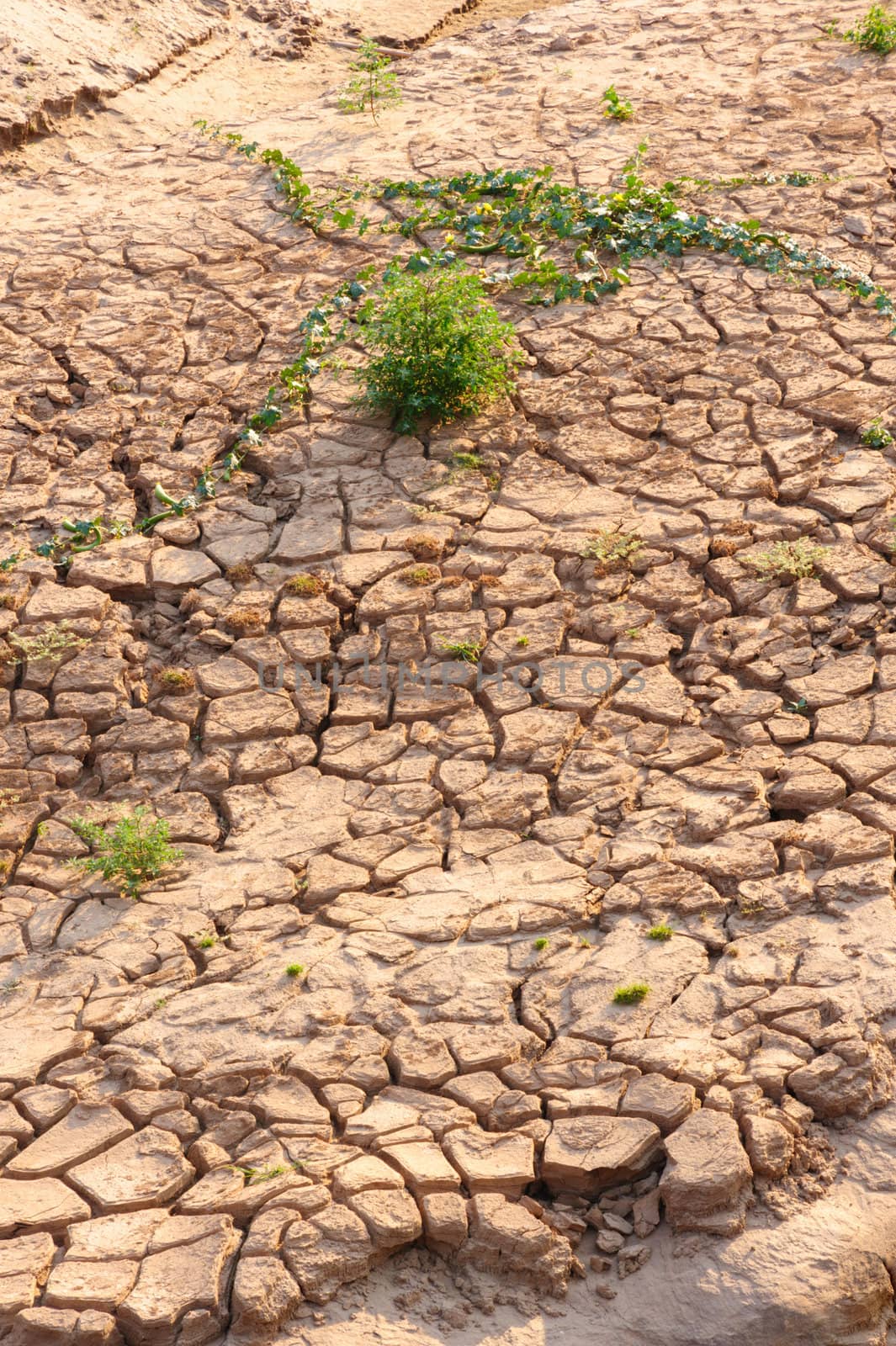 Dry cracked earth , but there is life growing. by ngungfoto