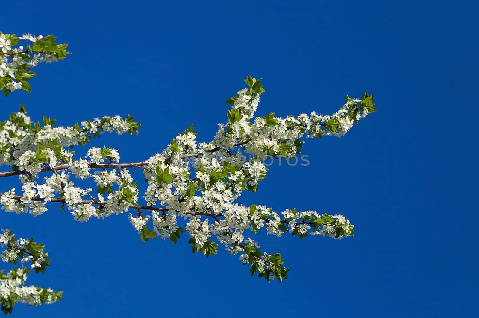 A branch of the cherry blossoms against the blue sky