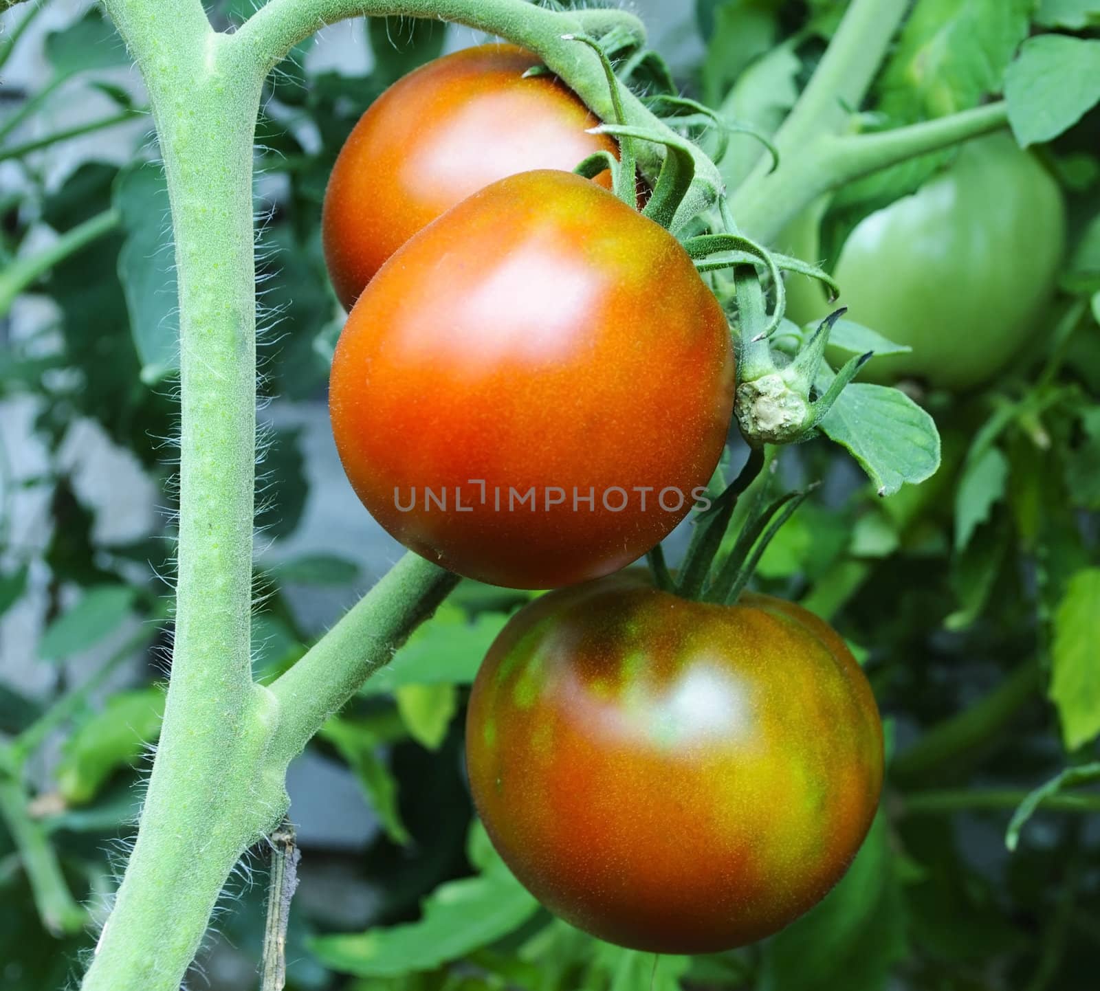 Ripening tomatoes in the greenhouse