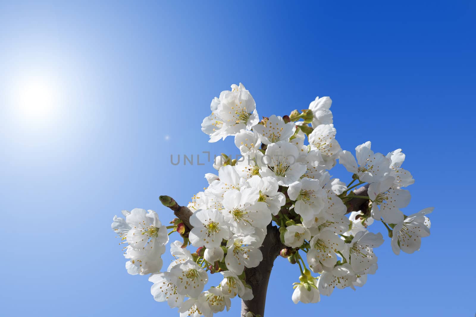 A small group of cherry blossoms on a blue sky with reflections
