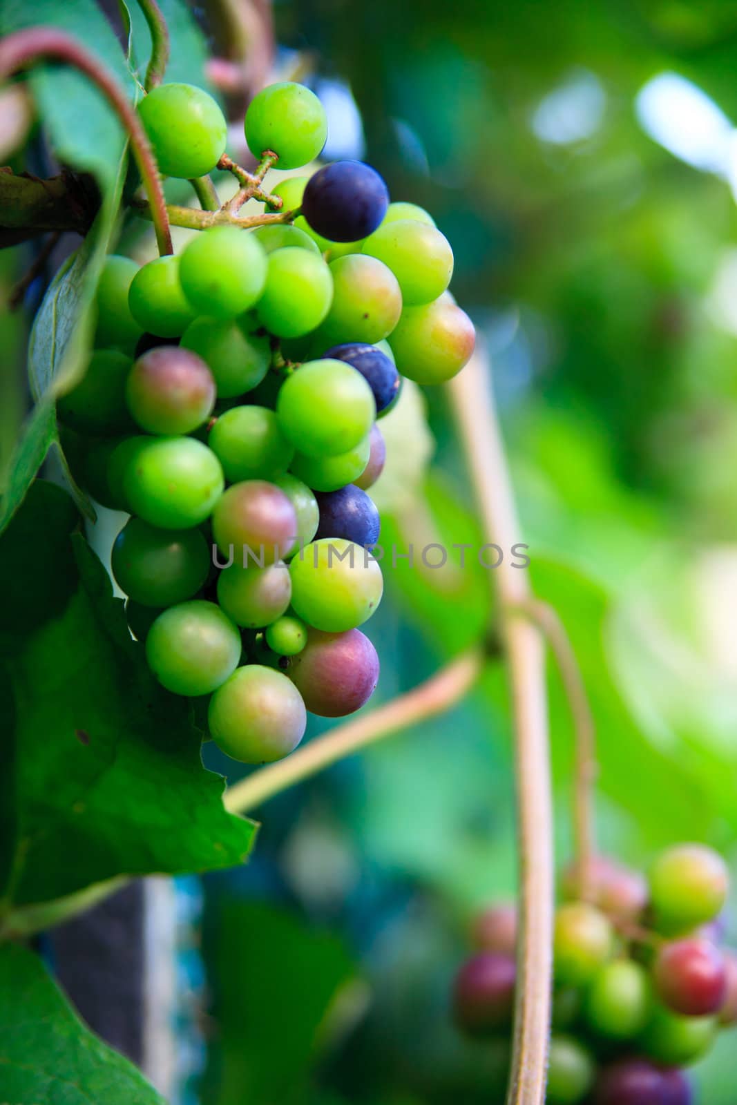 fresh green grape in natur macro