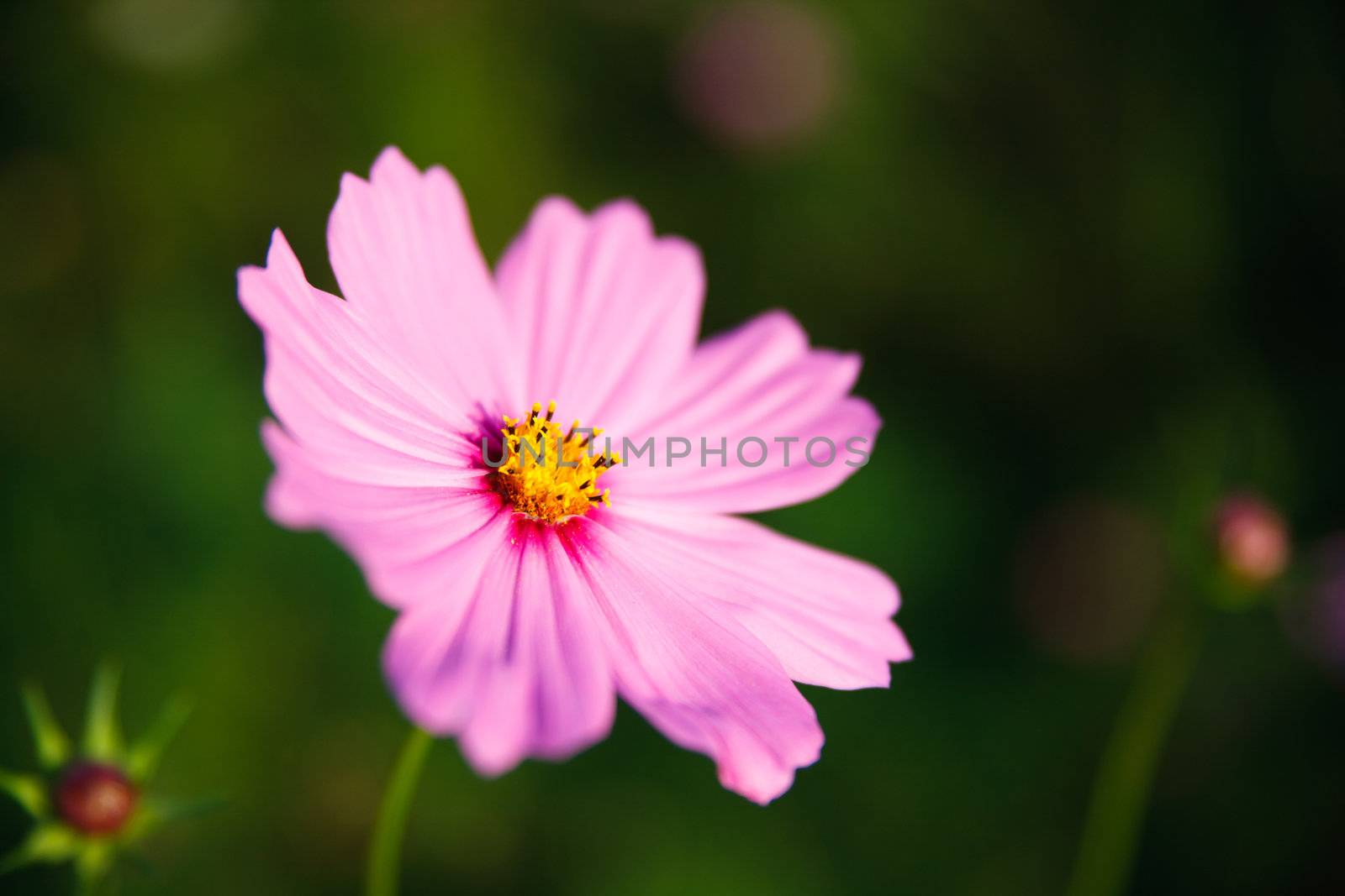 natural fresh flower in natur with nice background