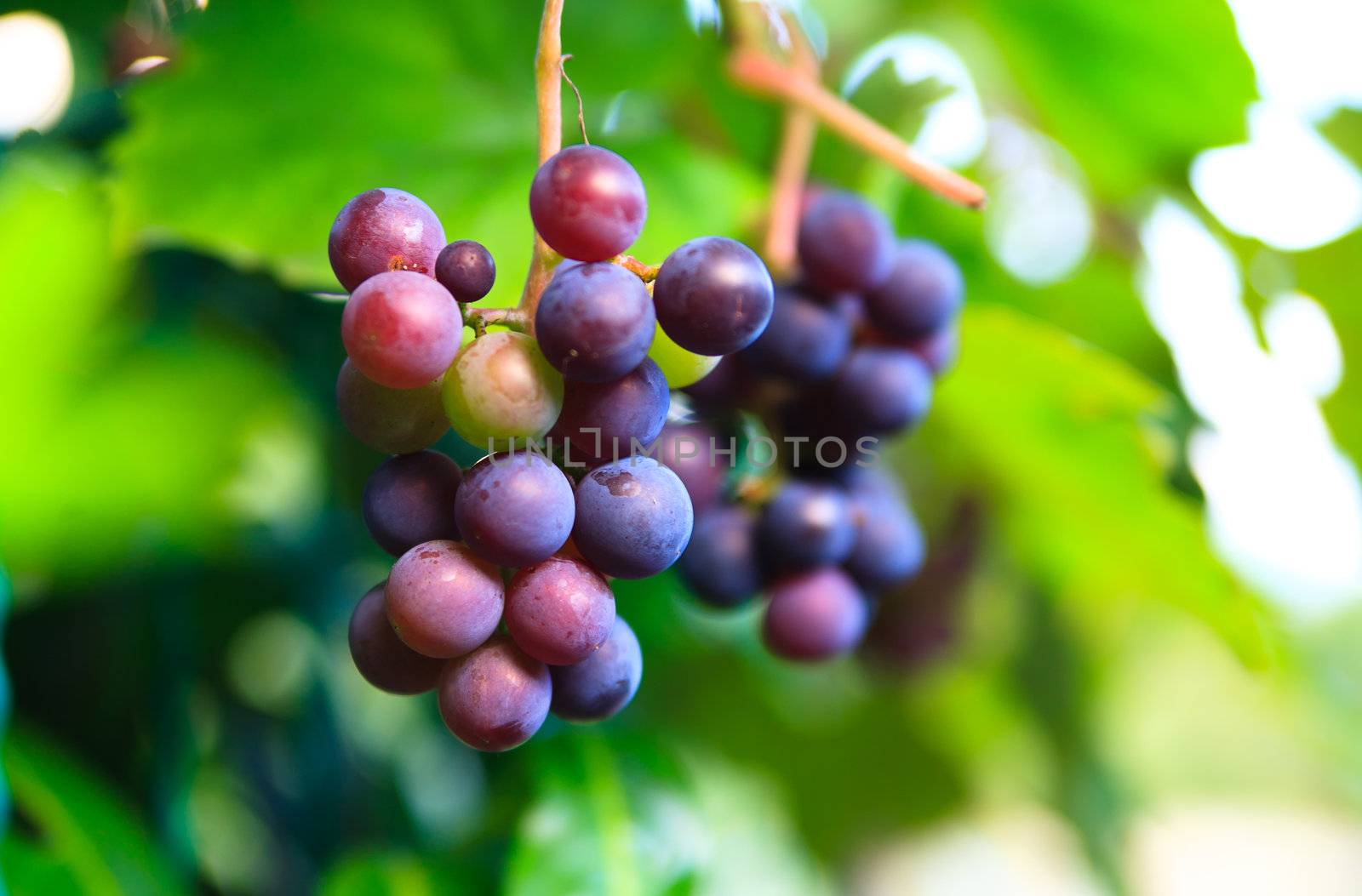 fresh green grape by anobis