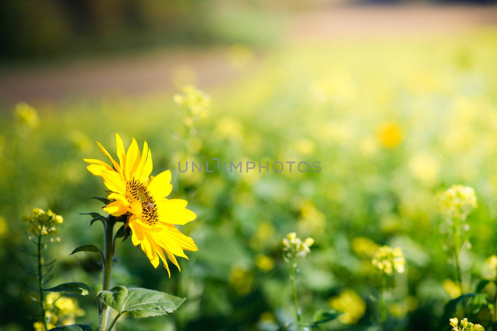 natural fresh flower in natur with nice background