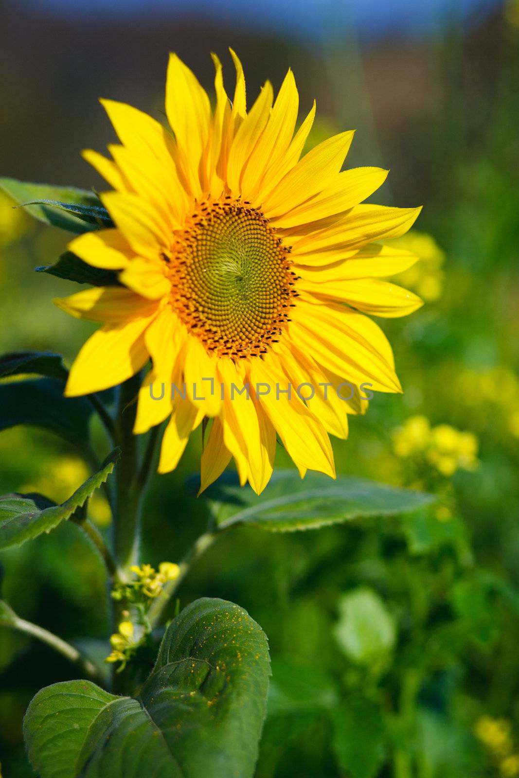 natural flower in natur by anobis