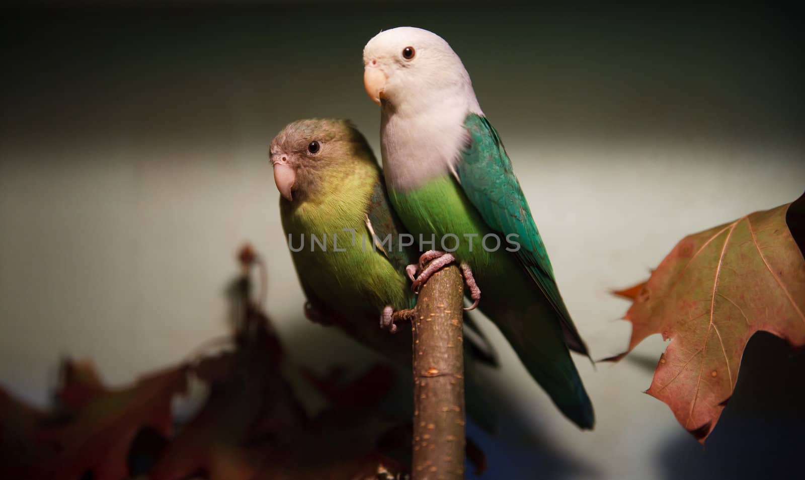 Parakeet collection by anobis