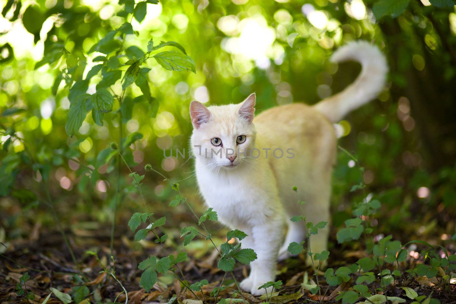 Photo of a race cat