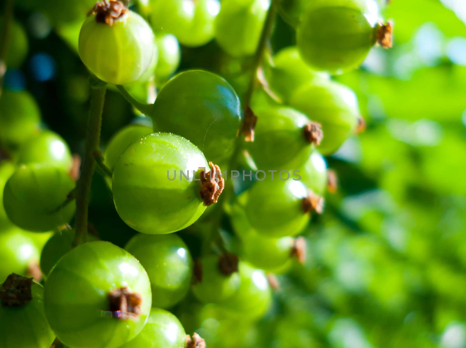 green currant by anobis