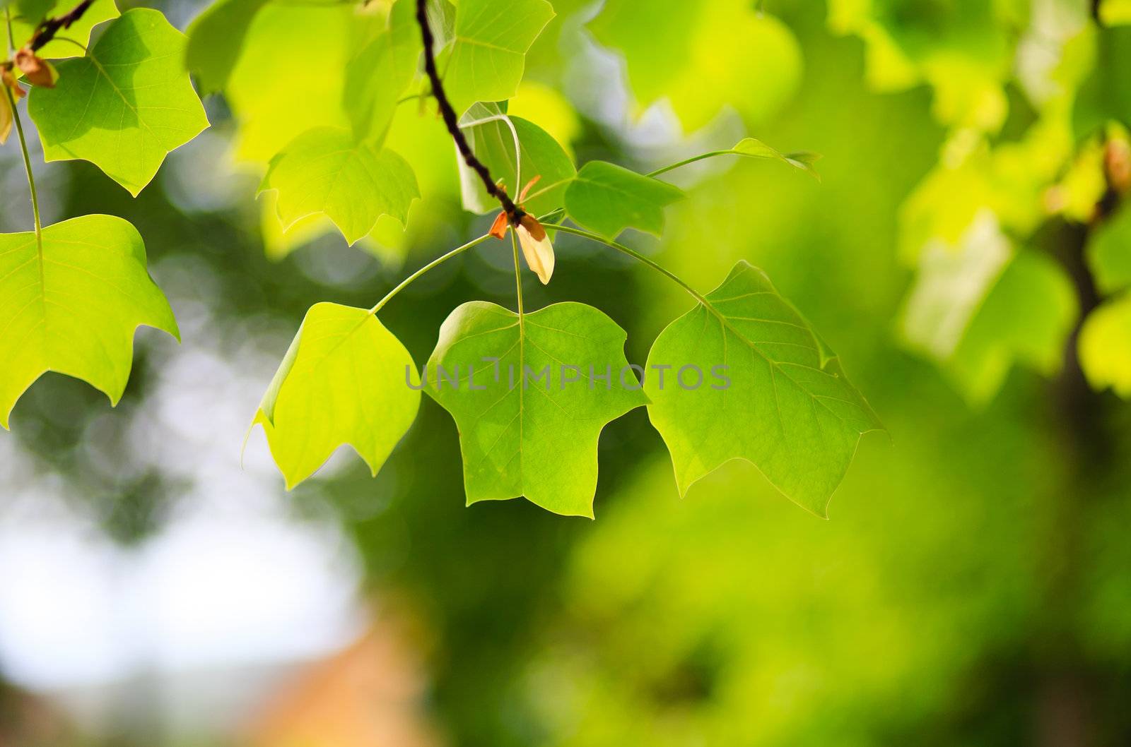 detail of green natural leafs in natur