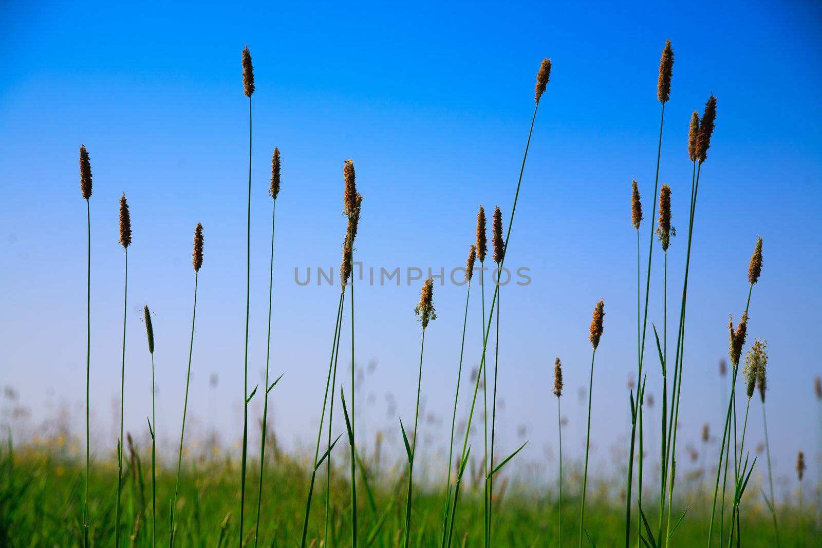 detail of green natural leafs in natur