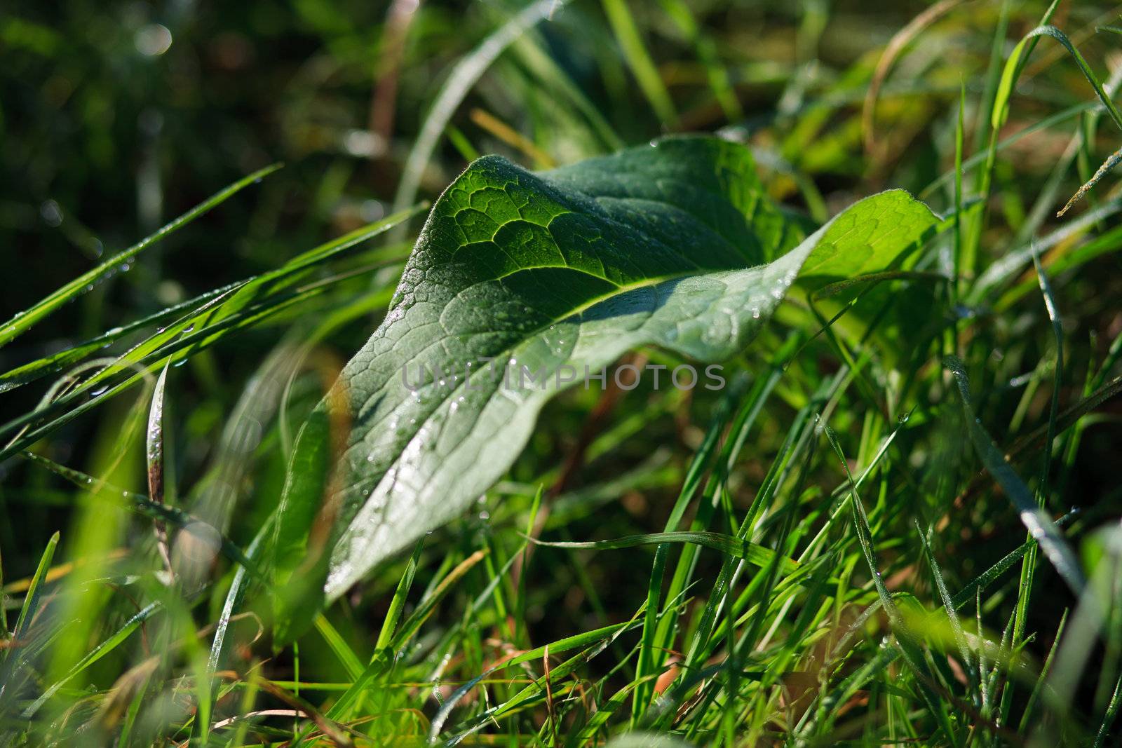 detail of green natural leafs in natur